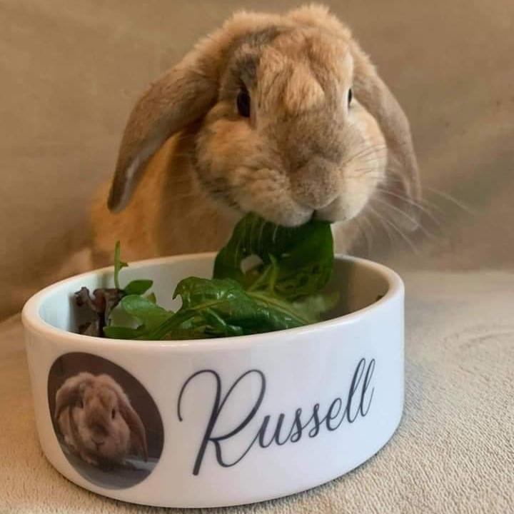 Personalised Photo Dog, Cat, Rabbit Bowl