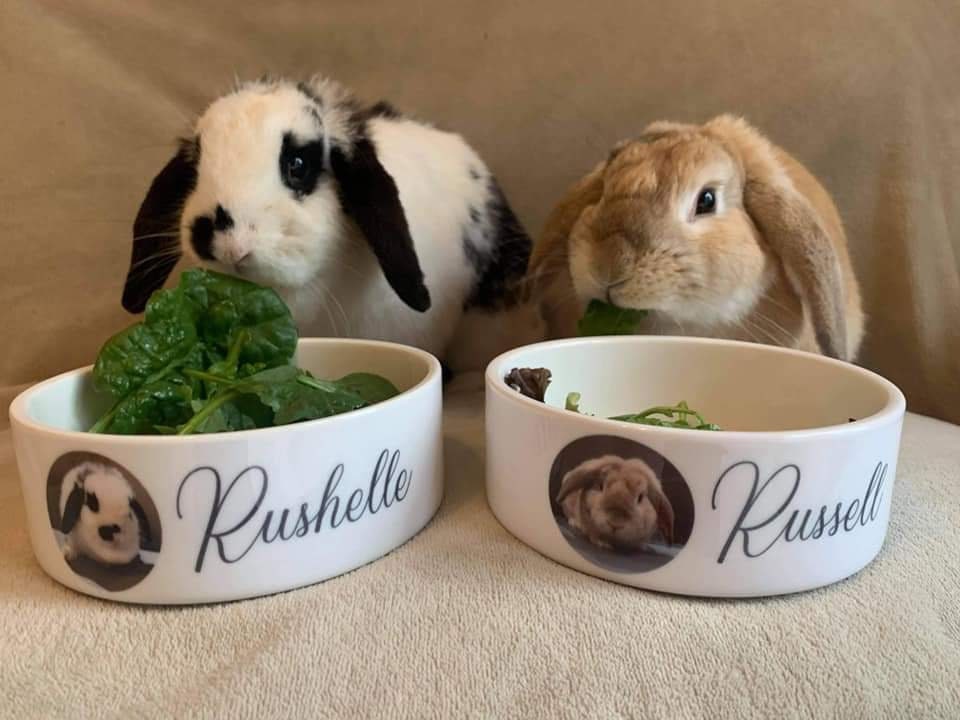 Personalised Photo Dog, Cat, Rabbit Bowl